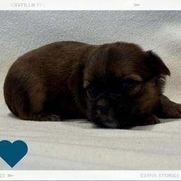 Jester - Blue and tan male Shorkie puppy in Delta, Colorado from SATA Kennels