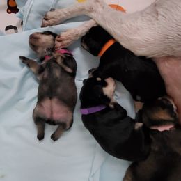 Miniature Schnauzer Puppies from Craft-ed Schnauzers