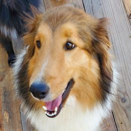 Angel - Shetland Sheepdog