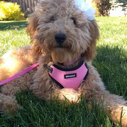 Goldendoodle Puppies from Puppy Love Doodles