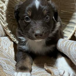 Buddy - Red tri-color male Australian Shepherd puppy in Butler, Georgia from Aussies at Howling Hill Farm