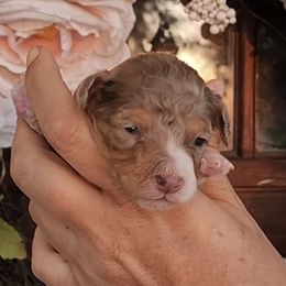 Girl 3 - Tri-color female Bernedoodle puppy in Dothan, Alabama from Farquharson's Poodles&Doodles