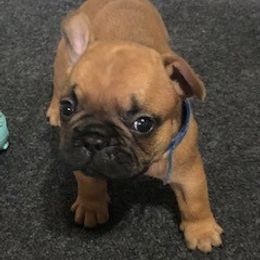 French Bulldog Puppies from AM FRENCHIES