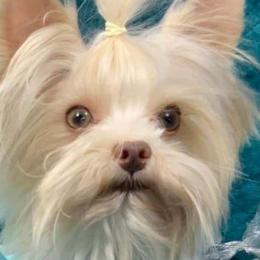Titus - Yorkshire Terrier