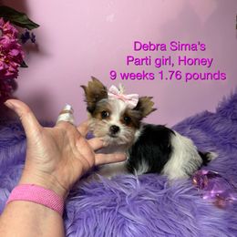 Yorkshire Terrier puppies from Exquisite Dancing Yorkie for Sale