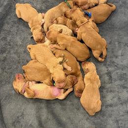 Pink Collar - Dark golden female Golden Retriever puppy in Turtlepoint, Pennsylvania from Allegheny River Retrievers