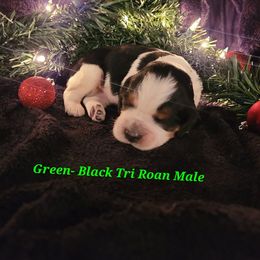 English Springer Spaniel Puppies from 31 Pines Springers & Retrievers