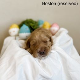 RESERVED - Apricot Goldendoodle puppy in Cleburne, Texas from Garrett Family Doodles