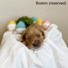 RESERVED - Apricot Goldendoodle puppy in Cleburne, Texas from Garrett Family Doodles