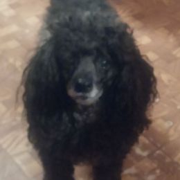 Poodles from Beverly Deornellis's Poodles