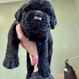 Boy 1 - Black male Labrador Retriever puppy in North East, Pennsylvania from Newara’s Dog House LLC