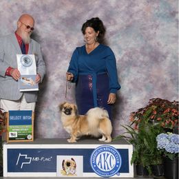 Tibetan Spaniel All Grown Up from Graymatter