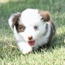 Chandler - Red tri male Toy Australian Shepherd puppy in Chickasha, Oklahoma from Rustic Lace