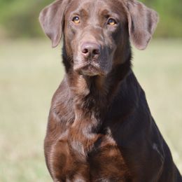 Jager - Labrador Retriever