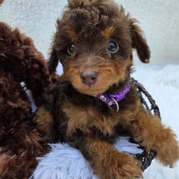Aussiedoodle Puppies from The Cuddly Dood Ranch