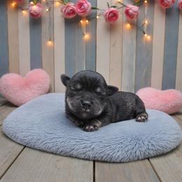 Salt-Pepper Male - Salt and pepper male Miniature Schnauzer puppy in Houston, Texas from Haughton Farm