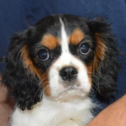 Cady - Tri-color female Cavalier King Charles Spaniel puppy in Townville, South Carolina from Mid Lake Cavaliers