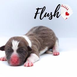 Flush - Sable female Pembroke Welsh Corgi puppy in Star City, Arkansas from Say When Corgi Co.