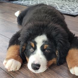 Bernese Mountain Dogs and Golden Retrievers from Langlois Goldens & Berners