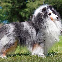 Shetland Sheepdogs from Sunaire Shelties