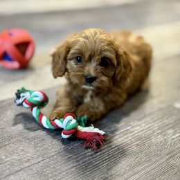 Lucille - Red female Cavapoo puppy in Macomb, Missouri from Hunter's Puppies