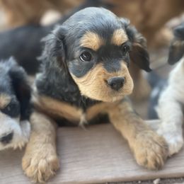 Cavapoo and Lagotto Romagnolo Puppies from Raven Meadow Ranch