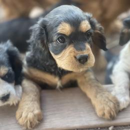 Cavapoo and Lagotto Romagnolo Puppies from Raven Meadow Ranch