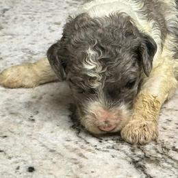 Harley - Parti male Poodle puppy in Chesapeake, Virginia from Doodle-Cove