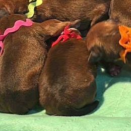 Red Collar - Red and white male Staffordshire Bull Terrier puppy in Monroe, Georgia from Irresistibull Staffords
