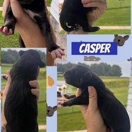 Casper - Black male Great Dane puppy in Wellsville, New York from Prophecy Danes