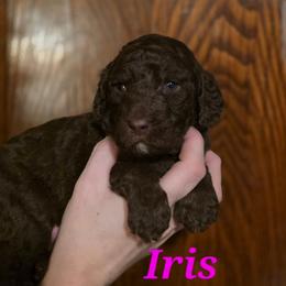 Iris - Phantom female Poodle puppy in New York from Powder Puff Poodles