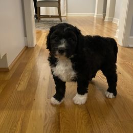 Goldendoodle Puppies from Heartshine Doodles