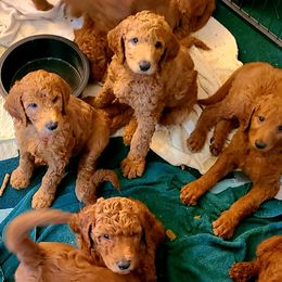 Goldendoodle Puppies from Myers Goldendoodles