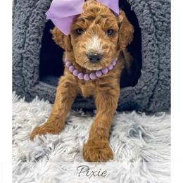 Pixie - Red  female Goldendoodle puppy in State Road, North Carolina from Must Love Doodles
