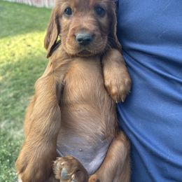 Light Purple-Dolores Umbridge - Mahogany female Irish Setter puppy in Franklin, Idaho from Spring Creek Irish Setters