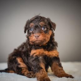 Chip - Brown male Schnoodle puppy in Caldwell, Idaho from Boise Doodle Co.