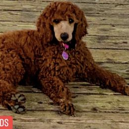 Poodles from Sassy Standards