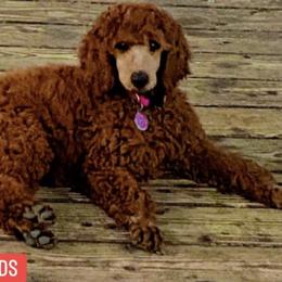 Poodles from Sassy Standards