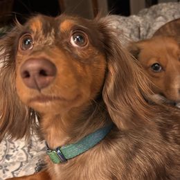 Annie - Dachshund