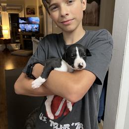 Mason - White and black male Whippet puppy in Conyers, Georgia from Shannon Whippets