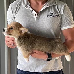 Lue Lue - Male 5 - Fawn male Pembroke Welsh Corgi puppy in Jefferson, South Carolina from Blue Creek Farms