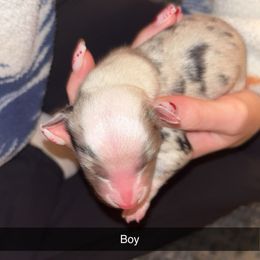 Miniature Australian Shepherd Puppies from East Texas Aussie Haven