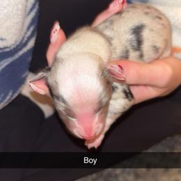 Miniature Australian Shepherd Puppies from East Texas Aussie Haven
