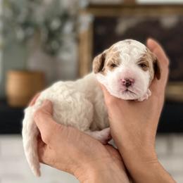Birch - Parti male Goldendoodle puppy in S AI Nt John, Indiana from Lulu's Goldendoodles