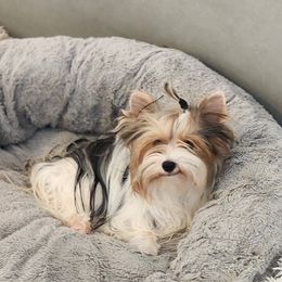 Pixie - Yorkshire Terrier