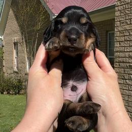 Black and tan 3000 - Black and tan male Dachshund puppy in Steele, Alabama from Taylored Dachshunds