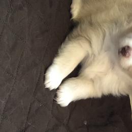 Boy 1 - Toy Australian Shepherd puppy in Corydon, Indiana from Arbuckle’s Lookin Good Aussies (LGA)