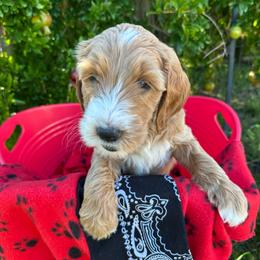 Black collar girl - Boquete (Panama) - Apricot female Goldendoodle puppy in West Sacramento, California from Pomegranate Doodles
