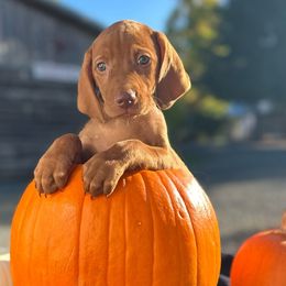 KIANA (Pink) - Golden rust Vizsla puppy in Port Angeles, Washington from Baldy Ridge Farm