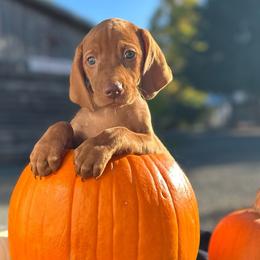 KIANA (Pink) - Golden rust Vizsla puppy in Port Angeles, Washington from Baldy Ridge Farm